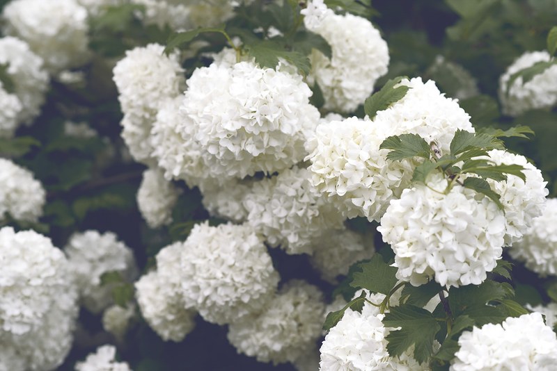 white hydrangea flowers in large clusters, natures finest 4k