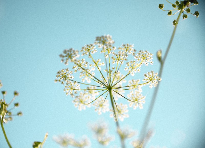 countryside simplicity beauty and field flower 4k