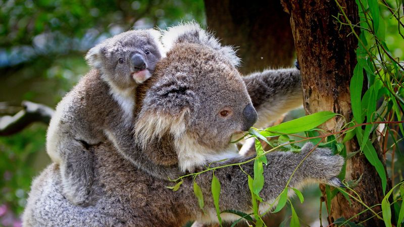 koala, baby, tree, eucalyptus, 4k
