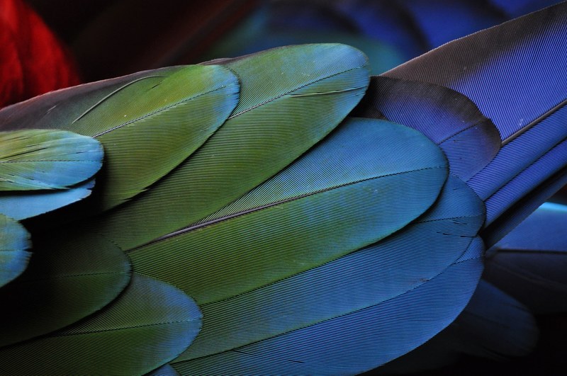 feather wing parrot and bird 4k