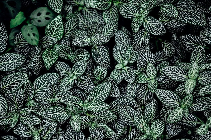 a top view of oval plant leaves with conspicuous white veins, green and white leaf pattern 4k