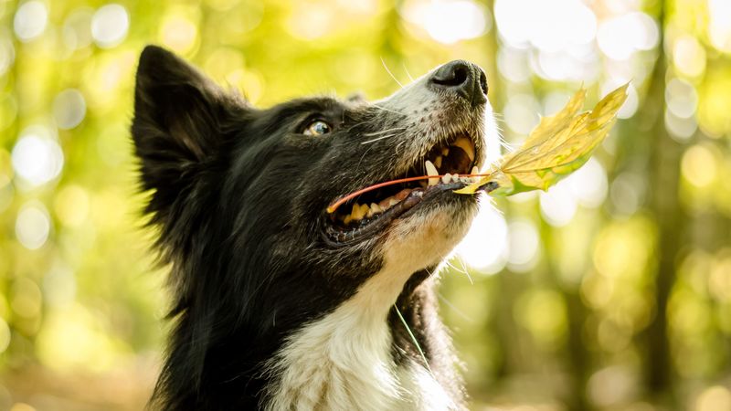 dog, face, leaves, playful, 4k