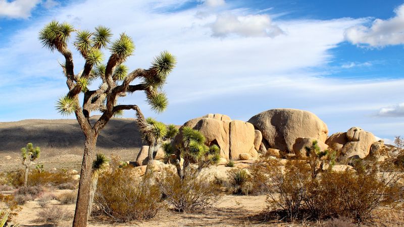 joshua, national park, mojave, sand, 4k