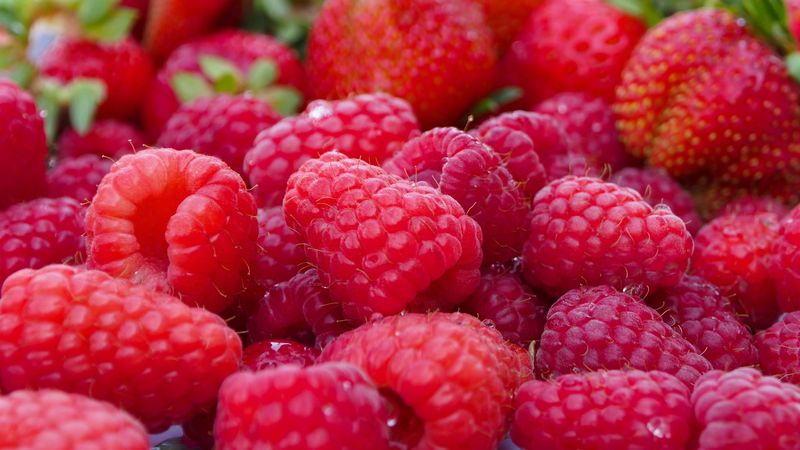 raspberry, berry, ripe, plenty, 4k