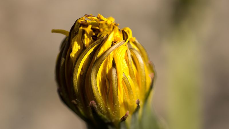 dandelion, flower, dry, close-up, 4k