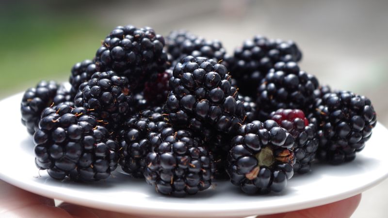 blackberries, dish, ripe, berries, 4k