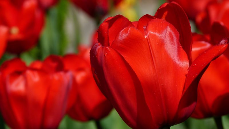 tulips, flowers, buds, blur, 4k