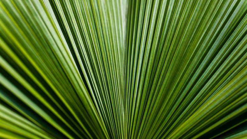 leaf, green, stripes, 4k