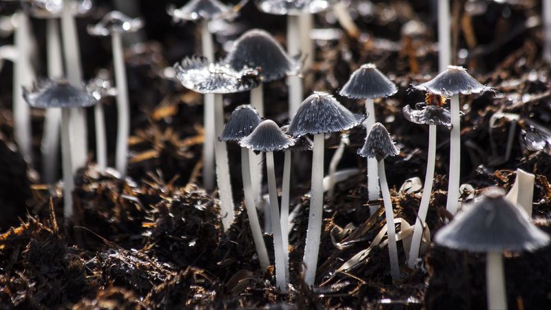 mushrooms, toadstools, gray, foliage, 4k