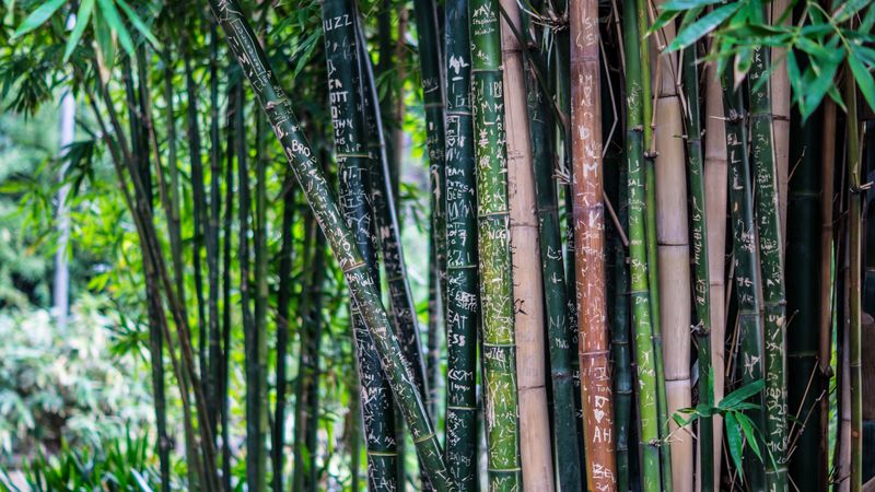 bamboo, plant, inscriptions, 4k