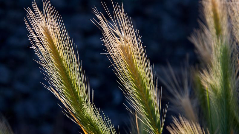 cereals, plant, light, 4k