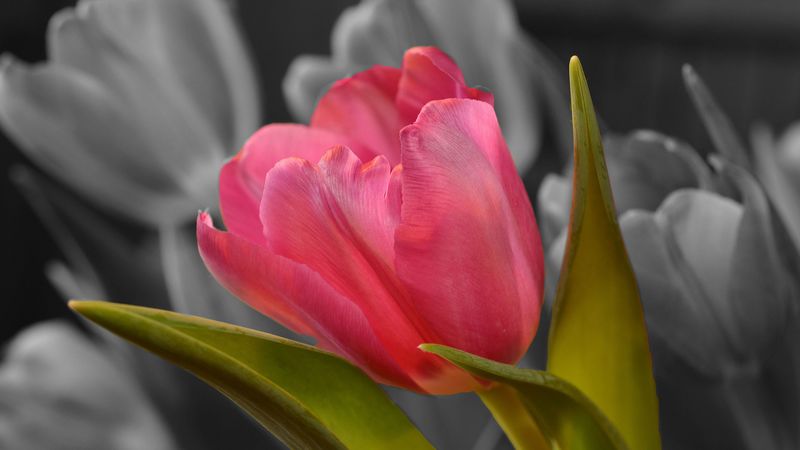 tulip, bud, petals, 4k