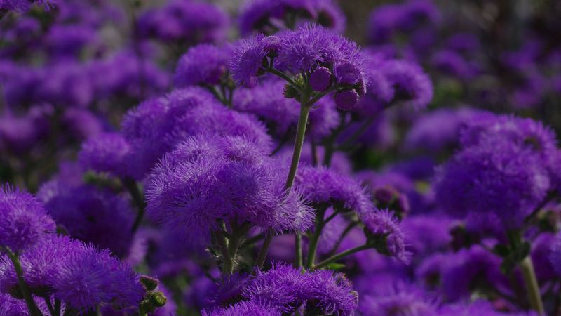 flowers, purple, plant, macro, 4k