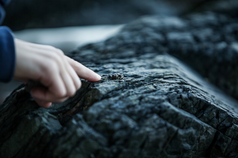 hermit crab hand beach and stone 4k