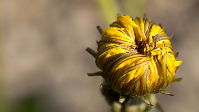 dandelion, flower, bud, close-up, 4k