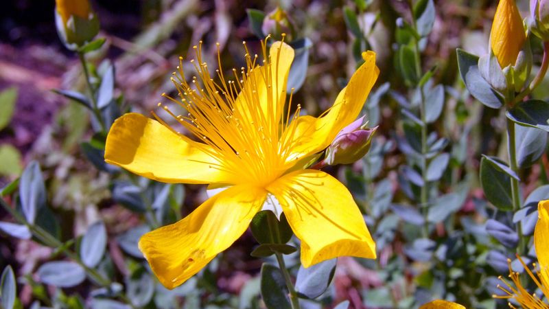 hypericum, flowers, buds, petals, 4k