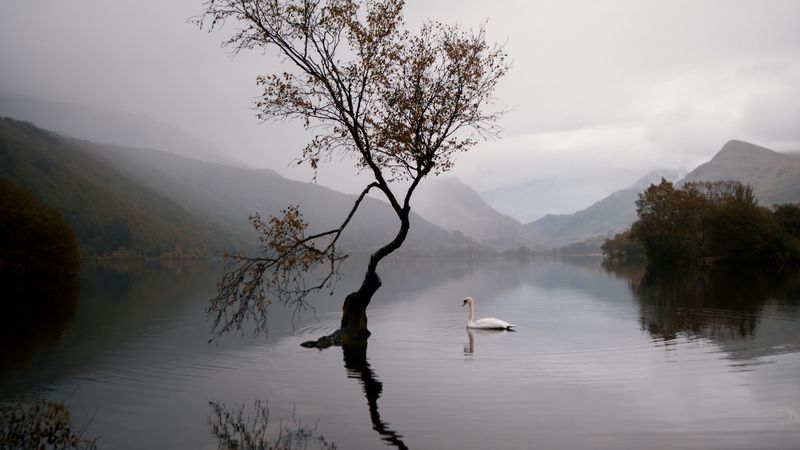 lake, swan, autumn, 4k
