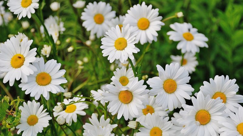 daisies, flowers, petals, grass, 4k