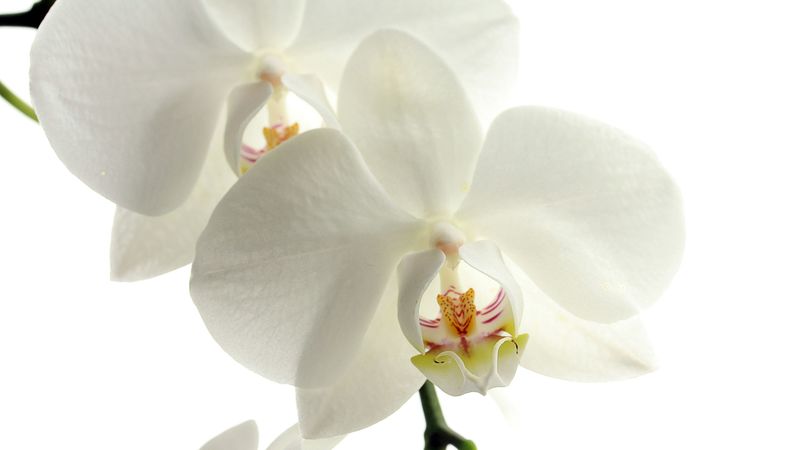 orchid, flower, petals, 4k