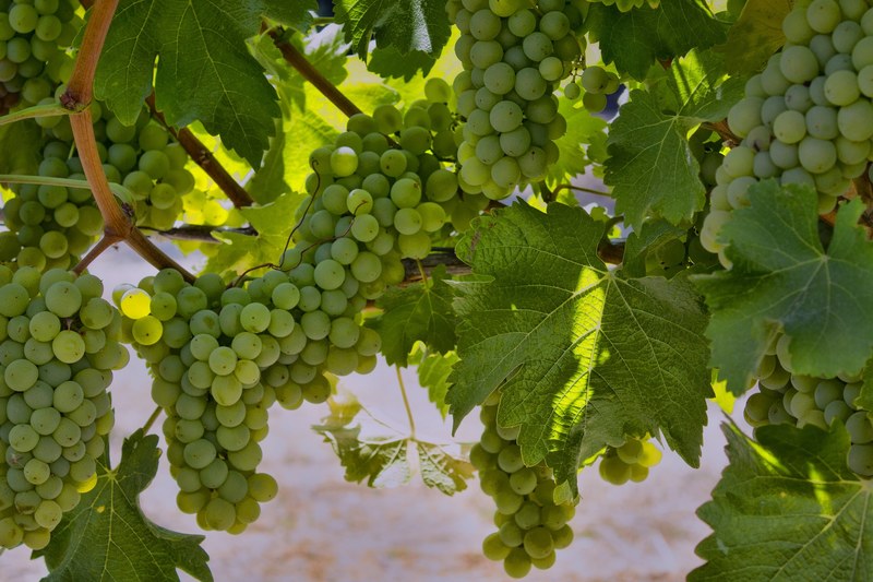 napa valley vineyard and grape 4k