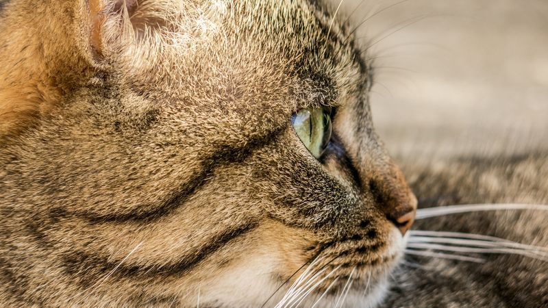 cat, face, profile, striped, 4k