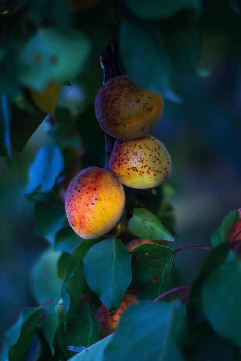 fruit tree beautiful and nature hd, 4k