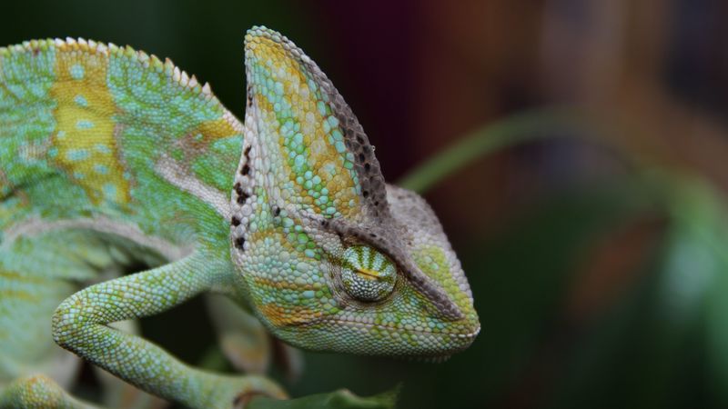 chameleon, reptile, color, 4k