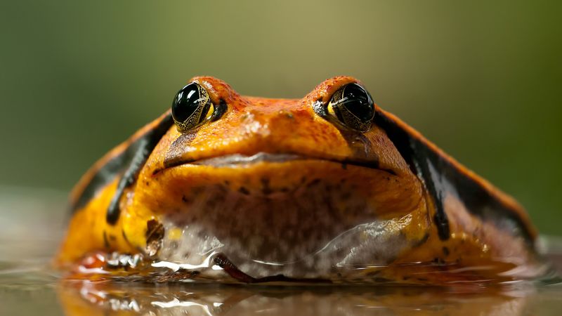 frog, toad, eyes, 4k