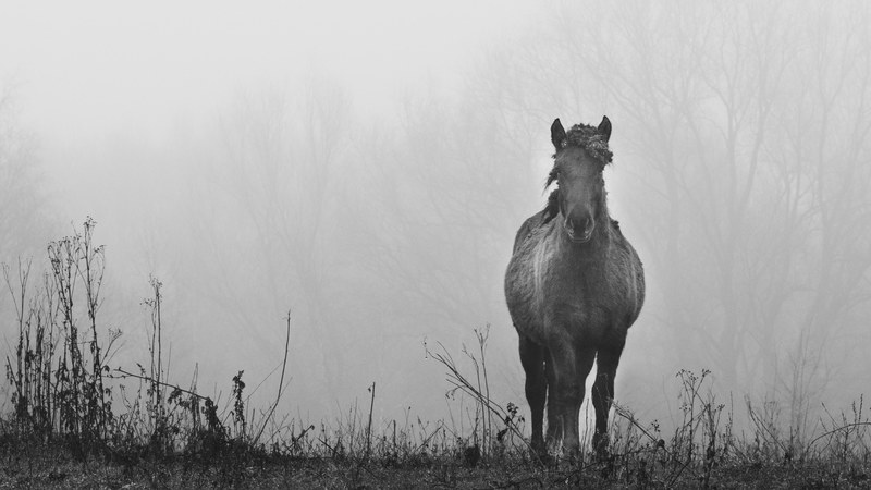 the stare of the konik horse 4k