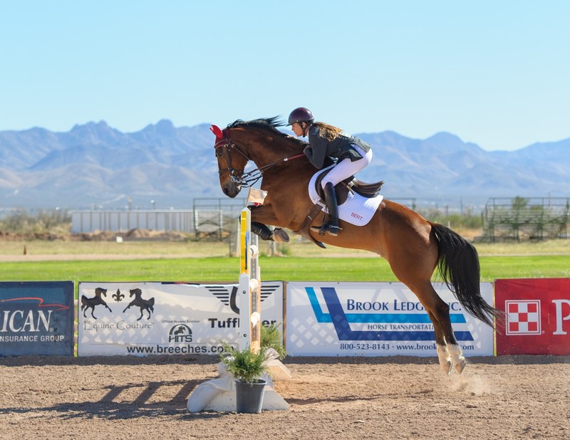 hunter jumper in action 4k
