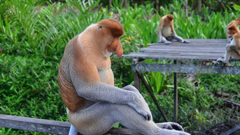 proboscis monkey, monkey, sitting, 4k