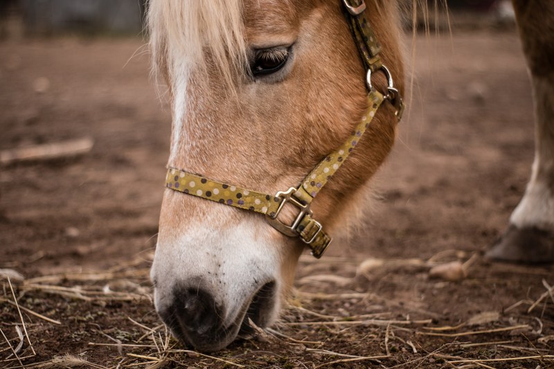 horse pony reins and grazing 4k