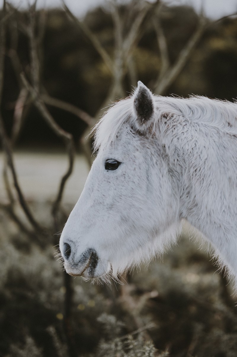new forest pony 4k