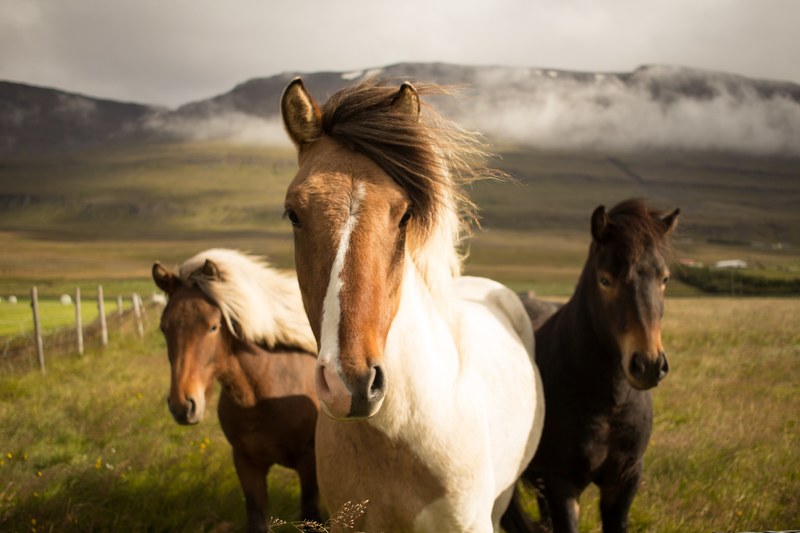 three horses standing close to each other and looking at the camera, three graceful horses 4k