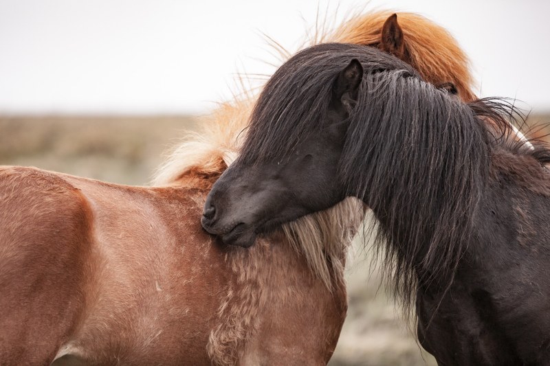 a black horse with its mane covering its eyes nuzzling a chestnut horse, black and chestnut horses nuzzling 4k