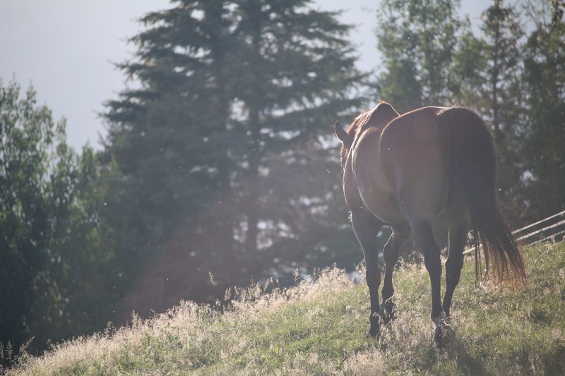 a lone horse standing on a grassy slope with trees in the background, lone brown horse in sunlight 4k