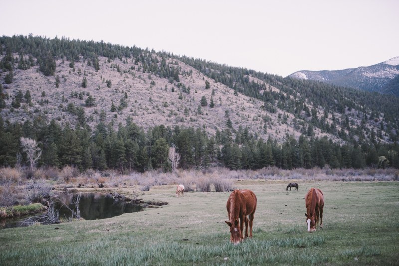 four horses grazing on green grass near a creek, grazing horses by a creek 4k