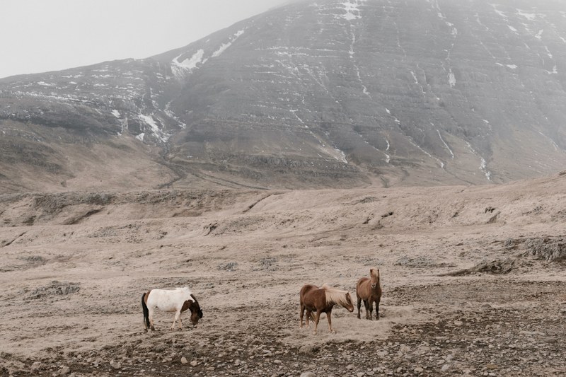 three horses grazing on a rocky plain at the foot of a mountain, three horses on rocks 4k