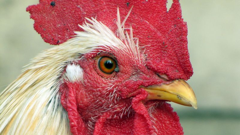 chicken, bird, comb, beak, 4k