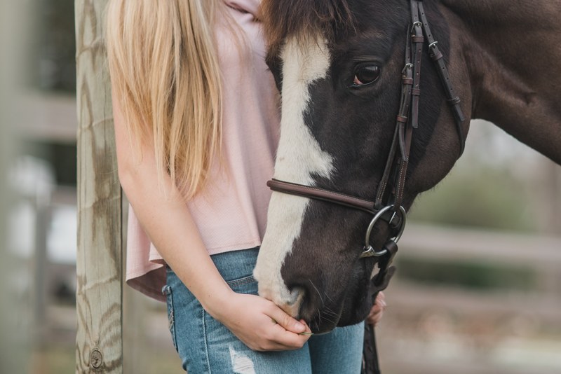 brown horse riding horse riding and bridle 4k