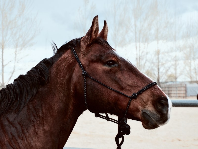 the side of the head of a brown horse with a wet black mane, horse with a wet mane 4k