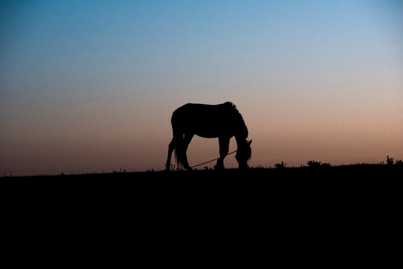 horse horse grazing silhouette and horizon 4k