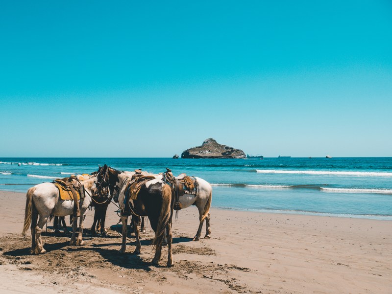 horse beach horse riding and island 4k