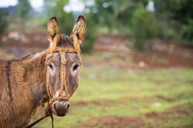 donkey head halter and rope 4k