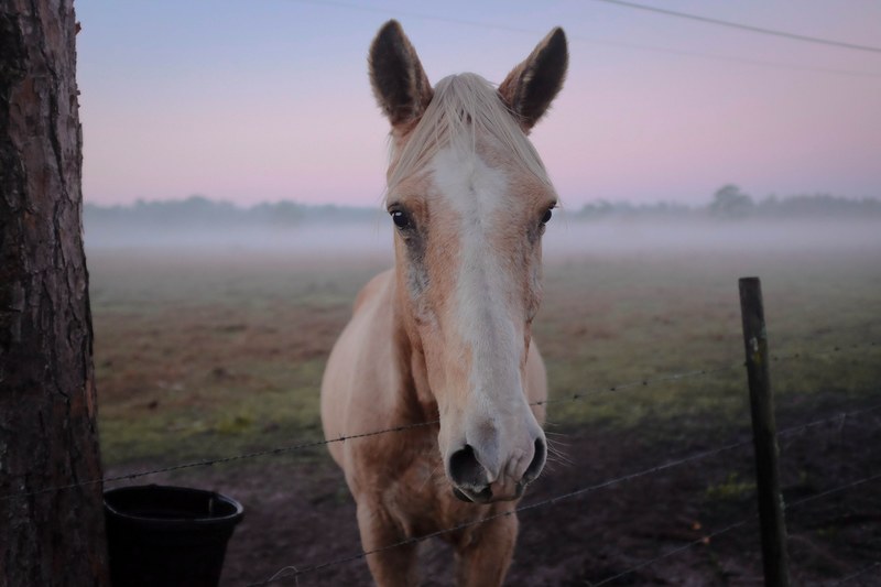 a close up of a palomino horses head over a barbed fence with fog enveloping the pasture, horse 4k