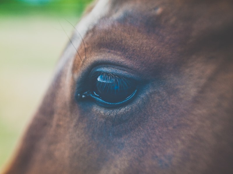 a close up of a brown horses eye, equine eye 4k