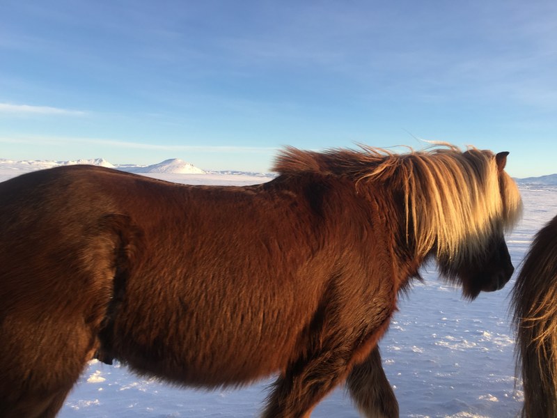 horse shade sun and snow 4k