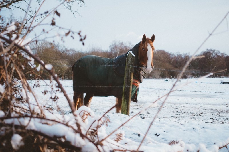 a chestnut horse with a white head marking draped in a green blanket in an enclosure with snow covering the ground, horsing around 4k