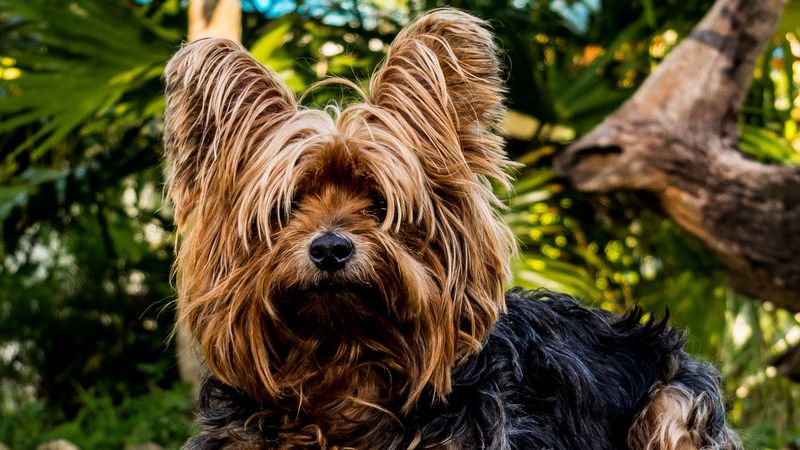 yorkshire terrier, dog, shaggy, 4k