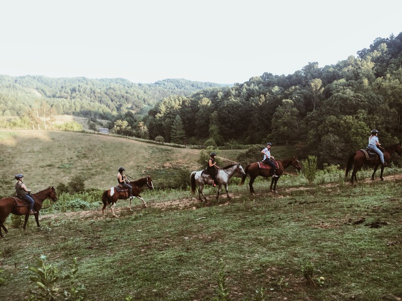 animal field north carolina and adventure 4k